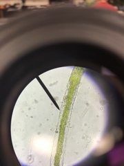 Charophyta