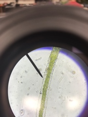 Charophyta