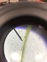 Charophyta