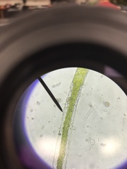 Charophyta