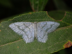 Chloropteryx opalaria