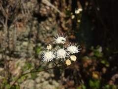 Ageratina glechonophylla