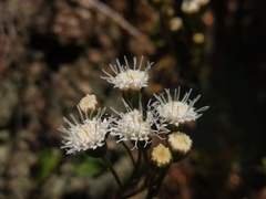 Ageratina glechonophylla