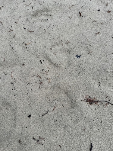 Black Bear Tracks – NatureTracking