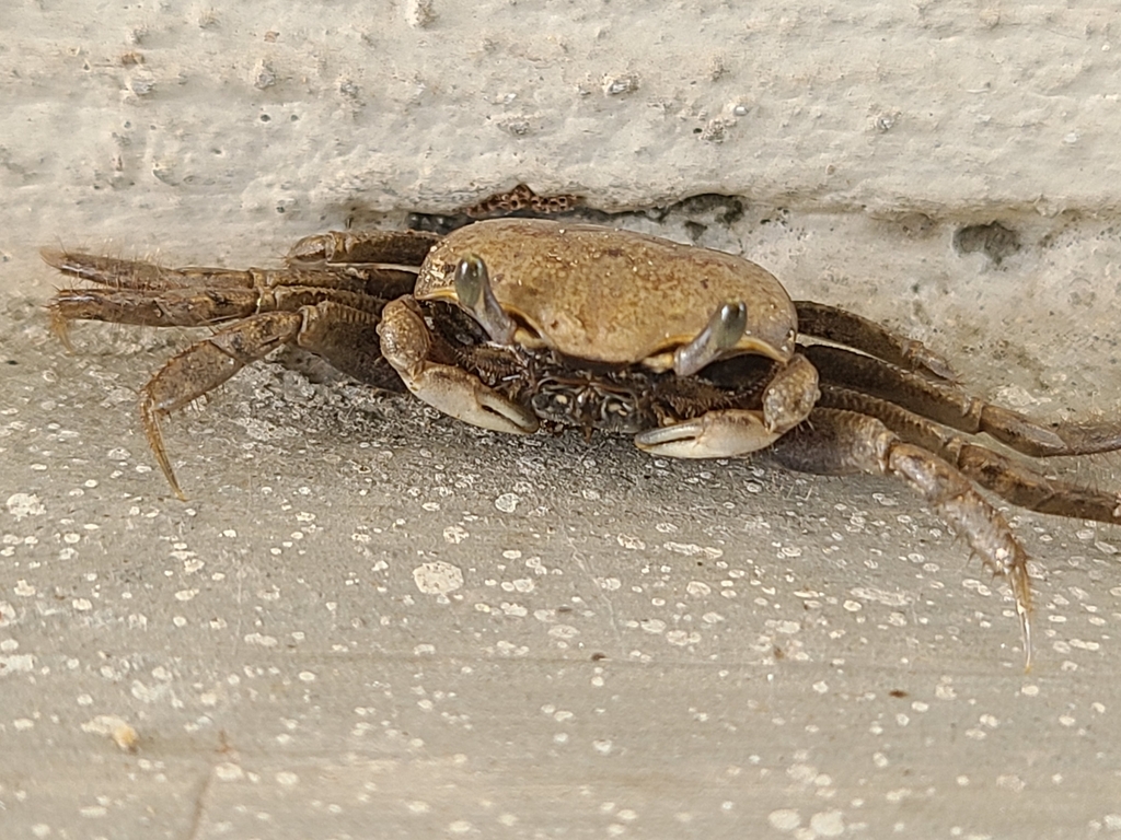 Lateral-handed Fiddler Crab