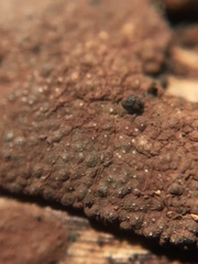 Hypoxylon perforatum