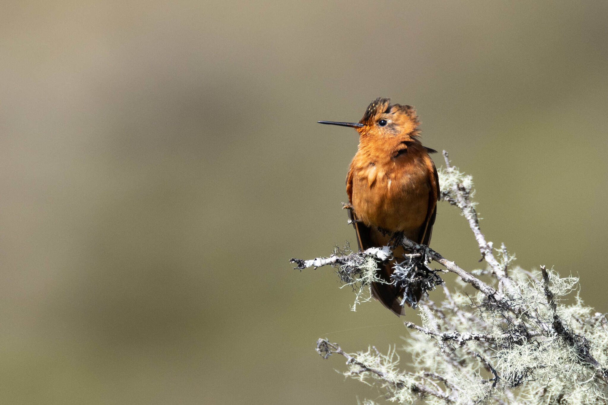 Aglaeactis cupripennis image