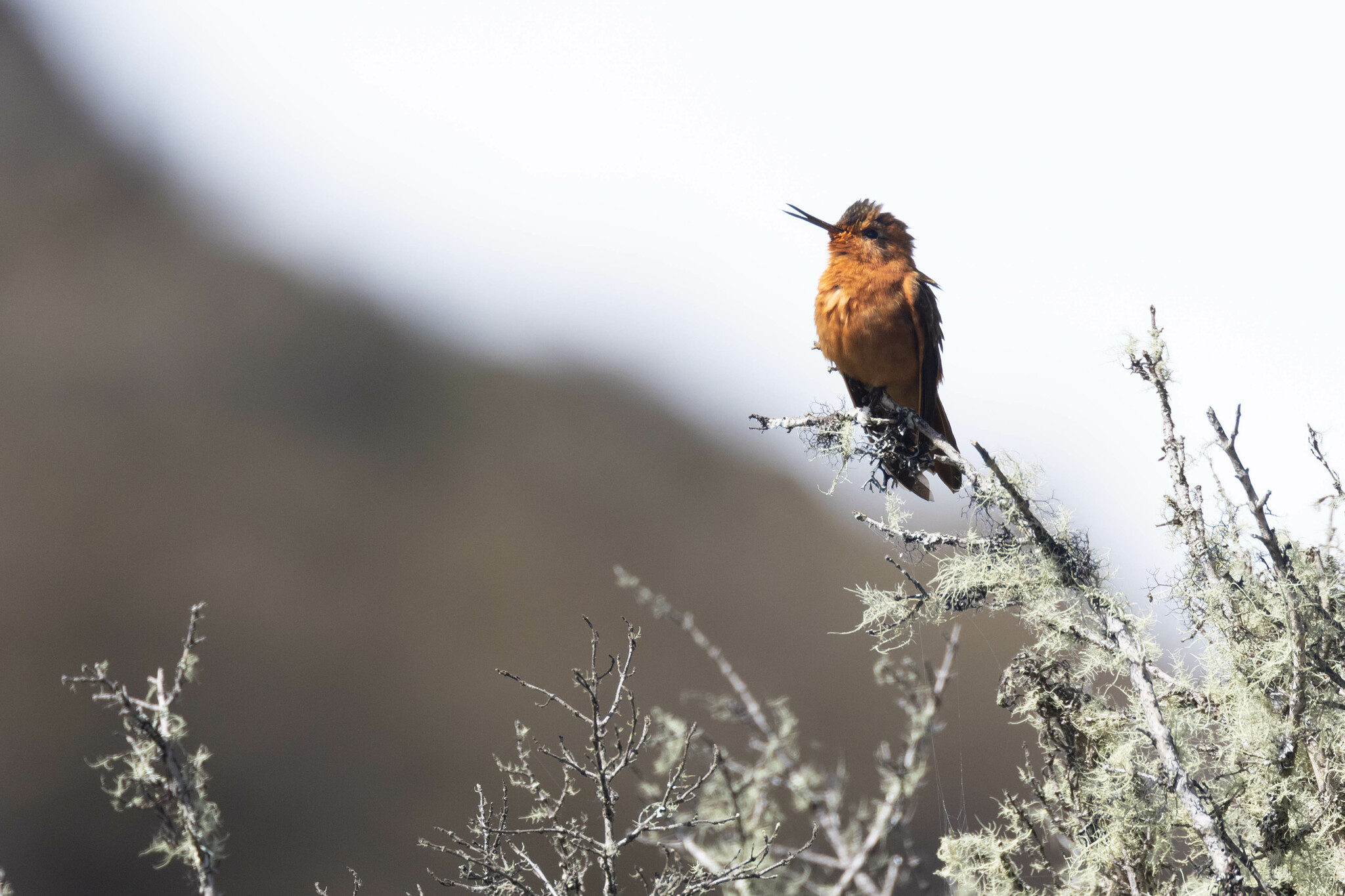 Aglaeactis cupripennis image
