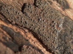 Hypoxylon perforatum