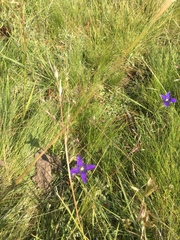 Gentianopsis holopetala