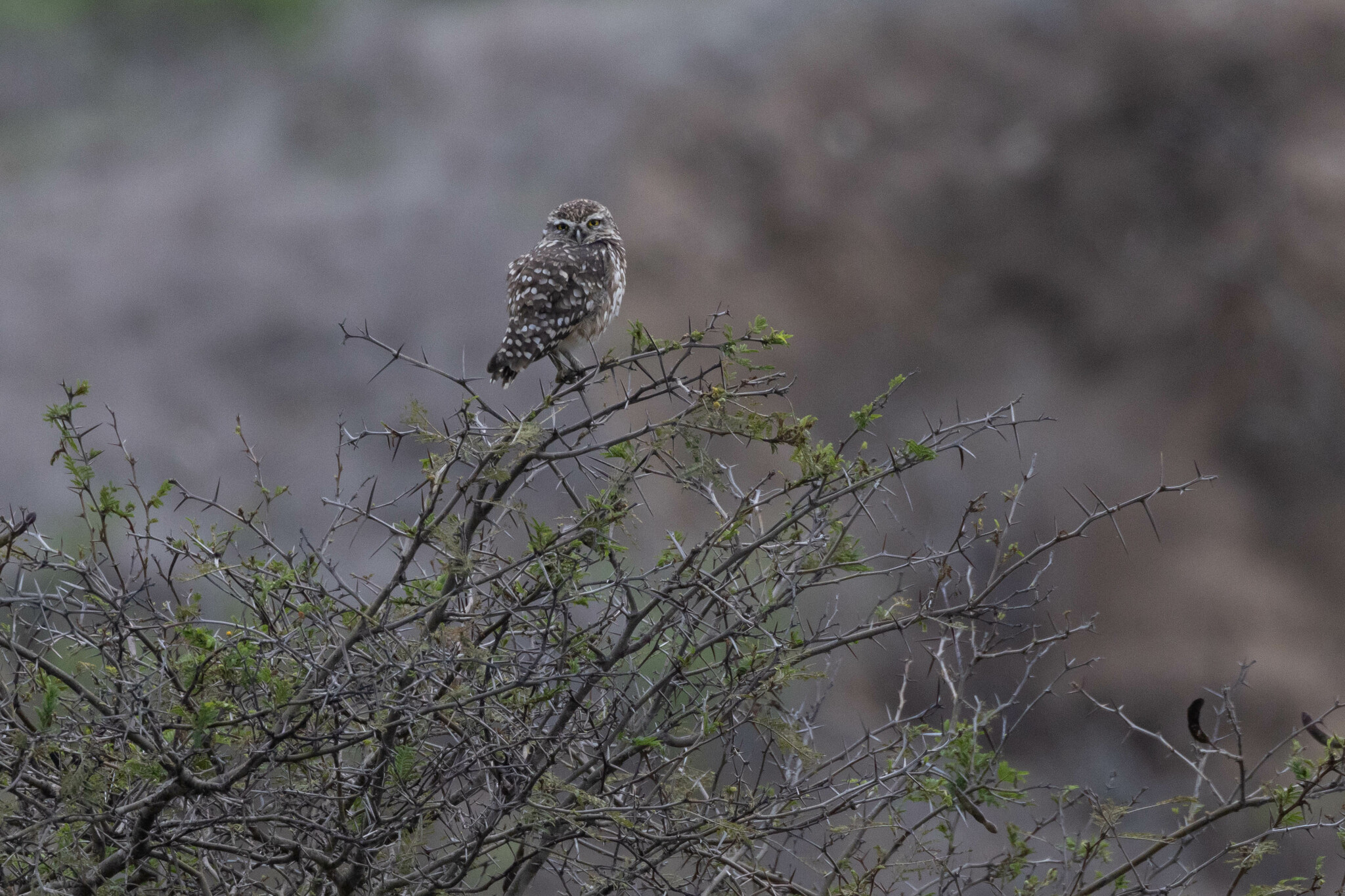 Athene cunicularia image