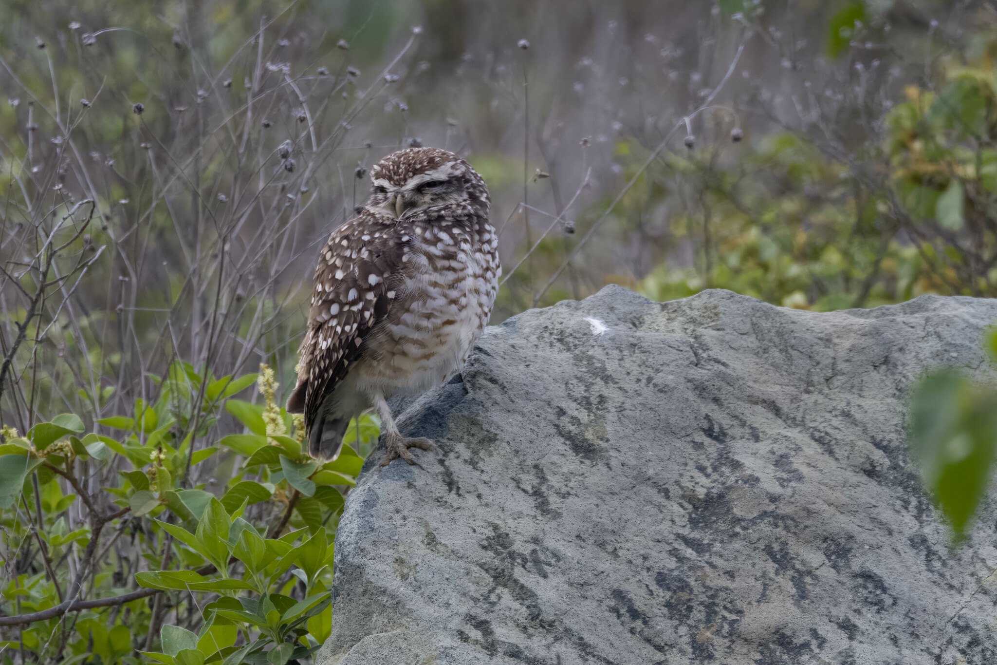 Athene cunicularia image