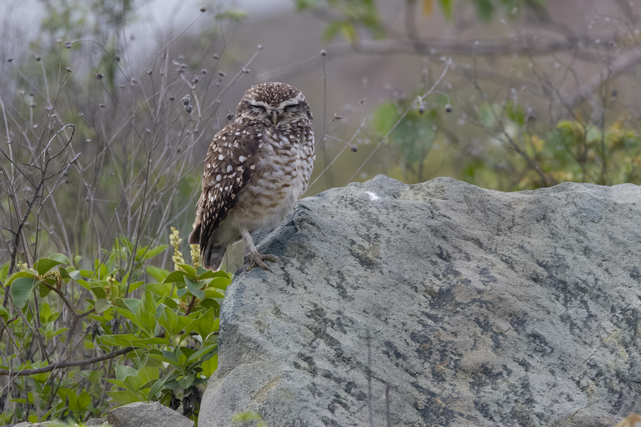 Athene cunicularia image