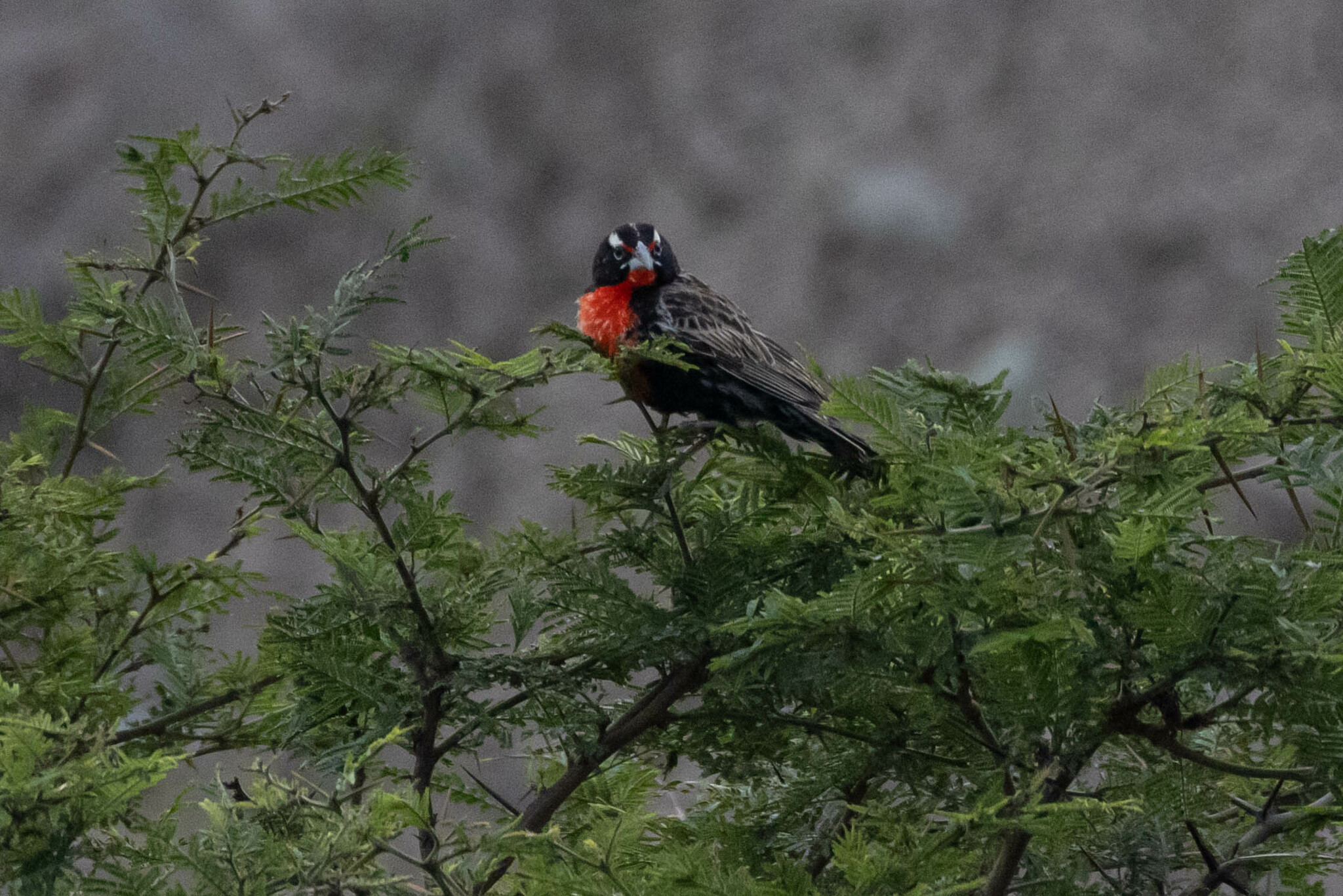 Sturnella bellicosa image