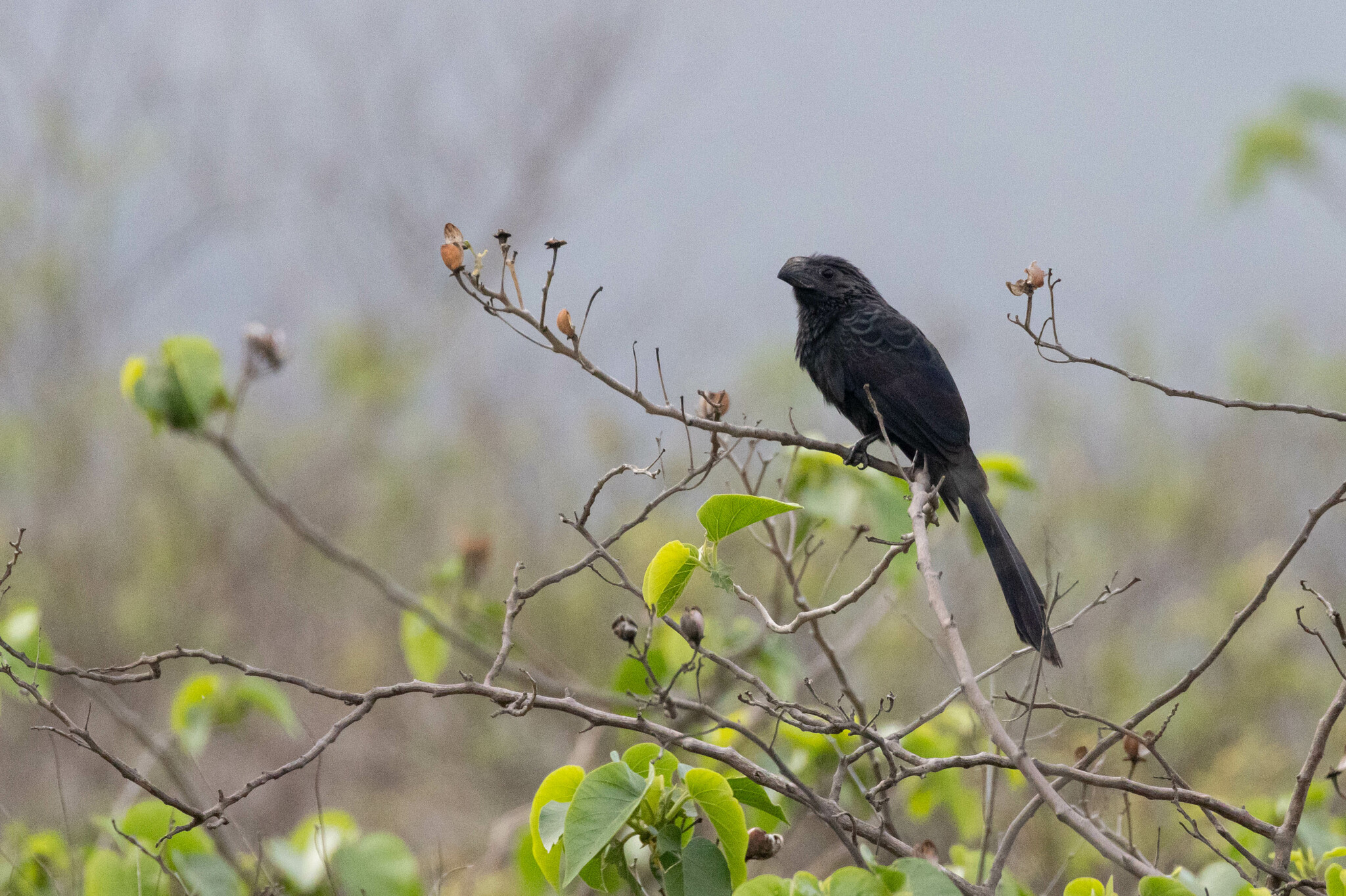 Crotophaga sulcirostris image