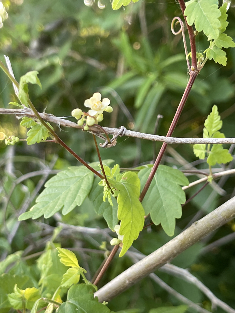 Serjania sonorensis