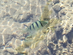 Abudefduf abdominalis