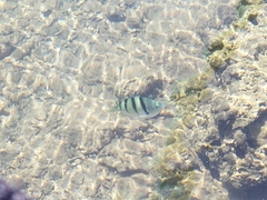 Abudefduf abdominalis