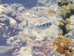 Abudefduf abdominalis