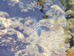 Abudefduf abdominalis