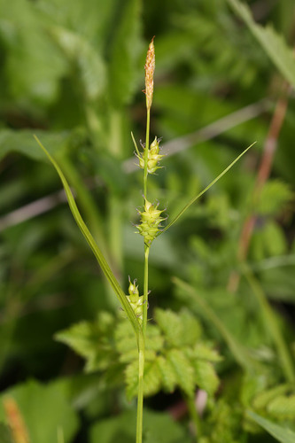 Carex latisquamea iNat (1)