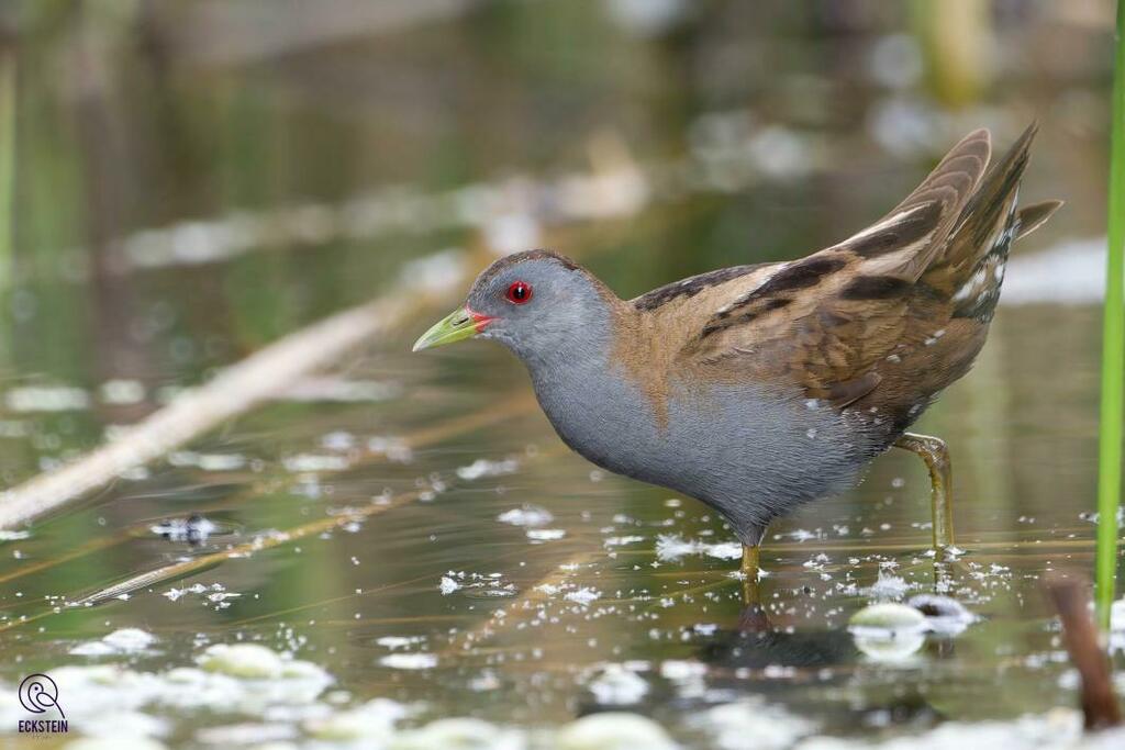 Little Crake (Zapornia parva) photo