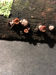 Porodisculus pendulus