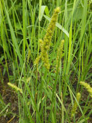 Carex leiorhyncha