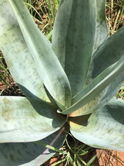 Ledebouria zebrina