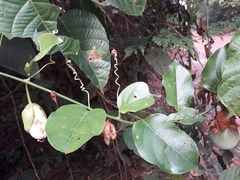 Passiflora nitida