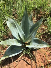 Ledebouria zebrina