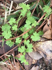 Ranunculus platensis