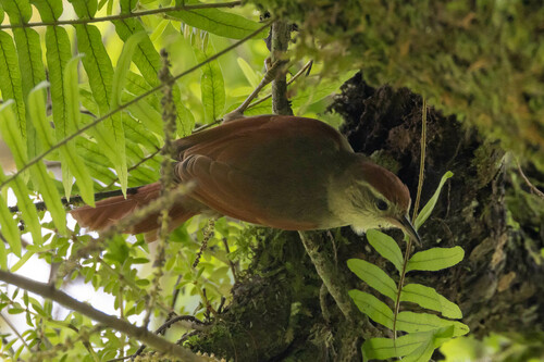 Line-cheeked Spinetail (Cranioleuca antisiensis), photo 6