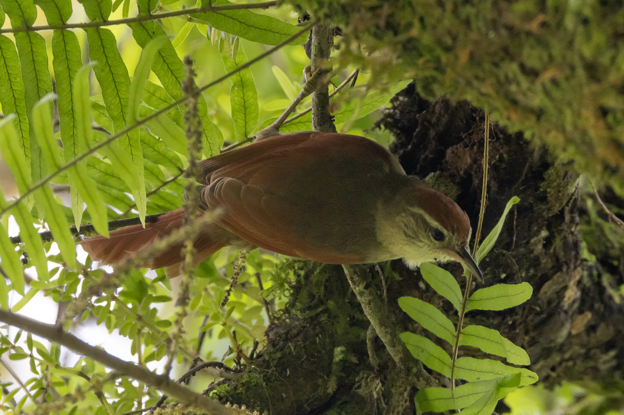 Line-cheeked Spinetail (Cranioleuca antisiensis), photo 8