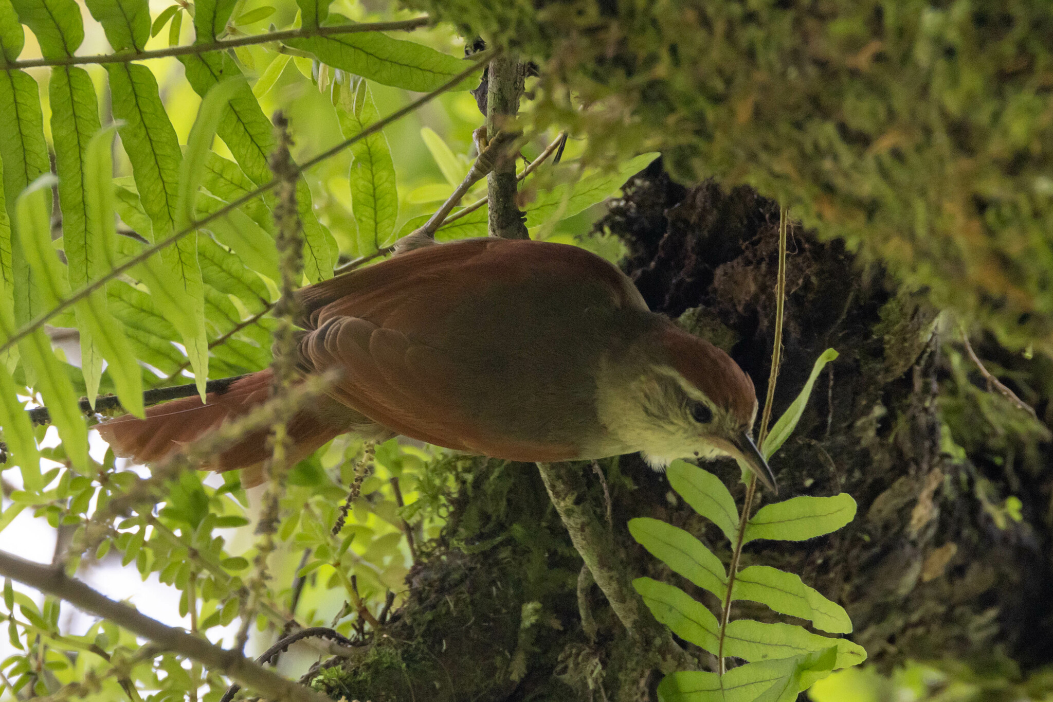 Line-cheeked Spinetail (Cranioleuca antisiensis), photo 9