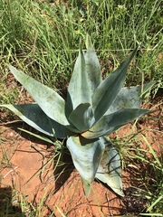 Ledebouria zebrina