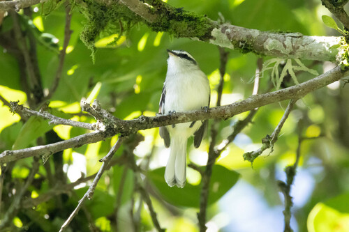 Rufous-winged Tyrannulet (Mecocerculus calopterus)
