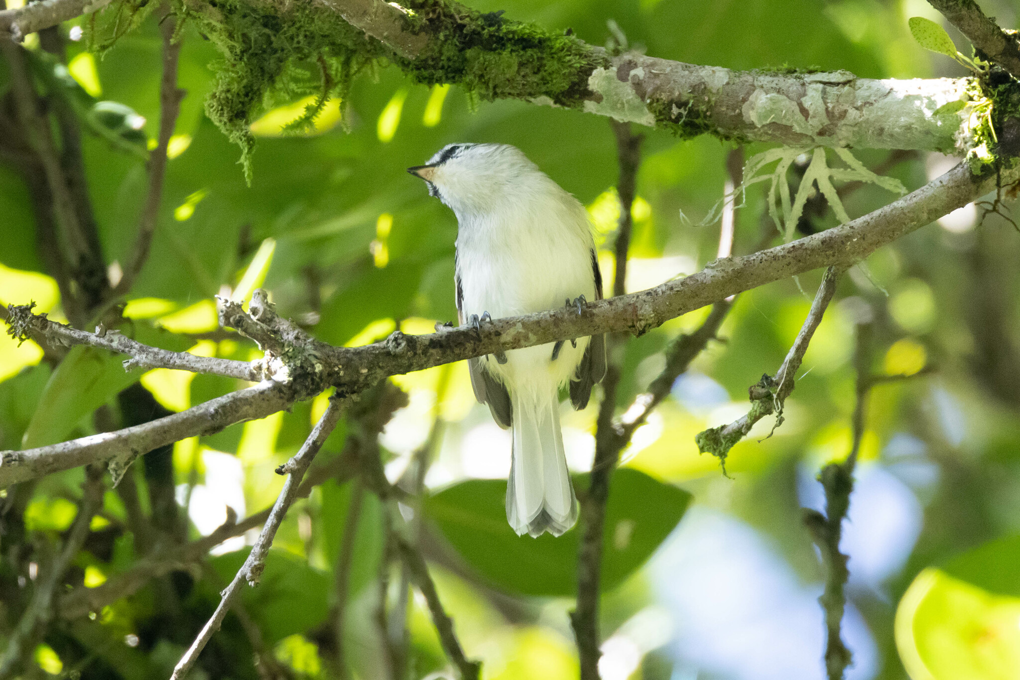 Rufous-winged Tyrannulet (Mecocerculus calopterus), photo 2