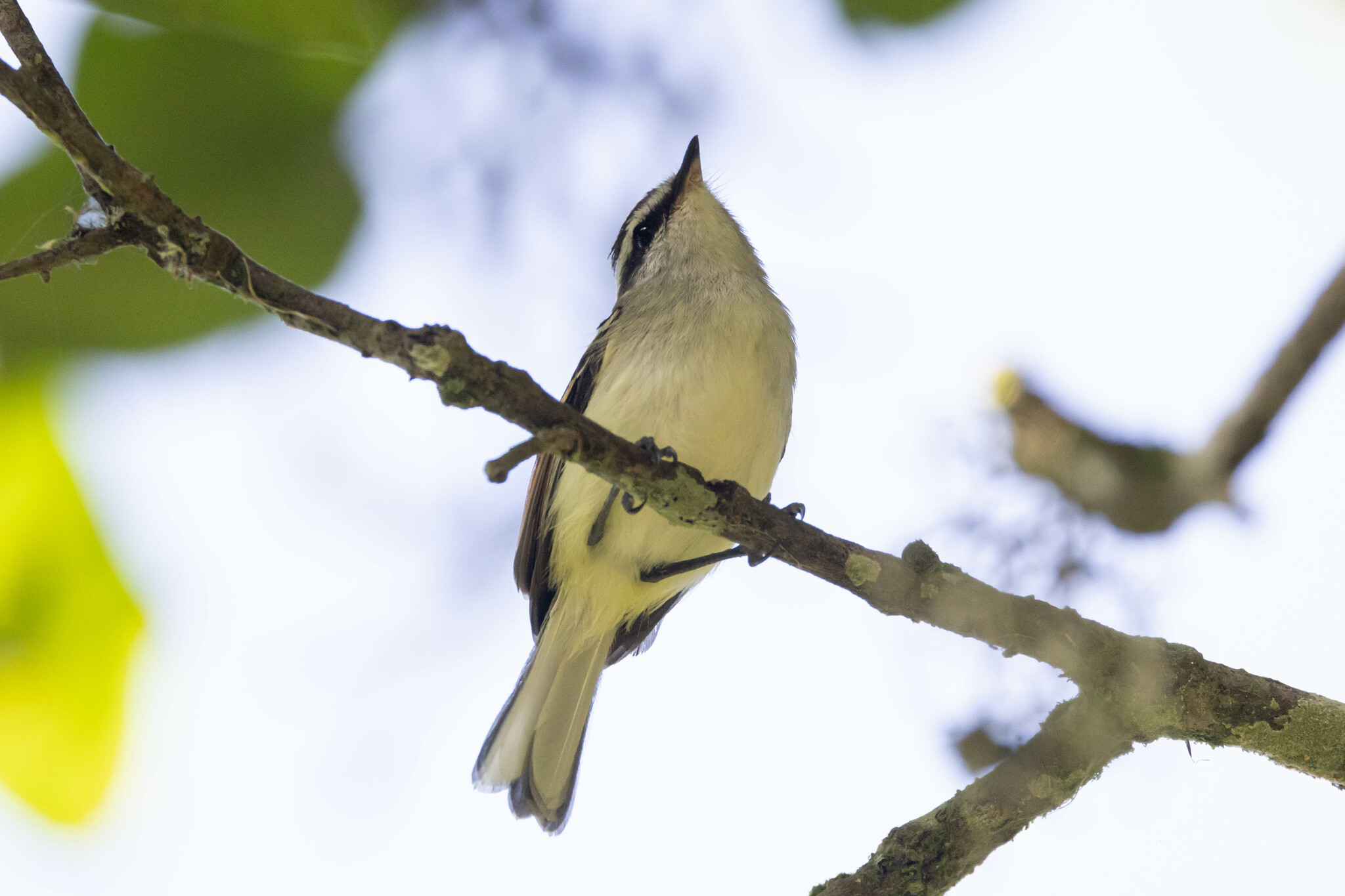 Rufous-winged Tyrannulet (Mecocerculus calopterus), photo 5