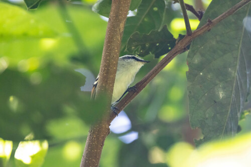 Rufous-winged Tyrannulet (Mecocerculus calopterus), photo 6