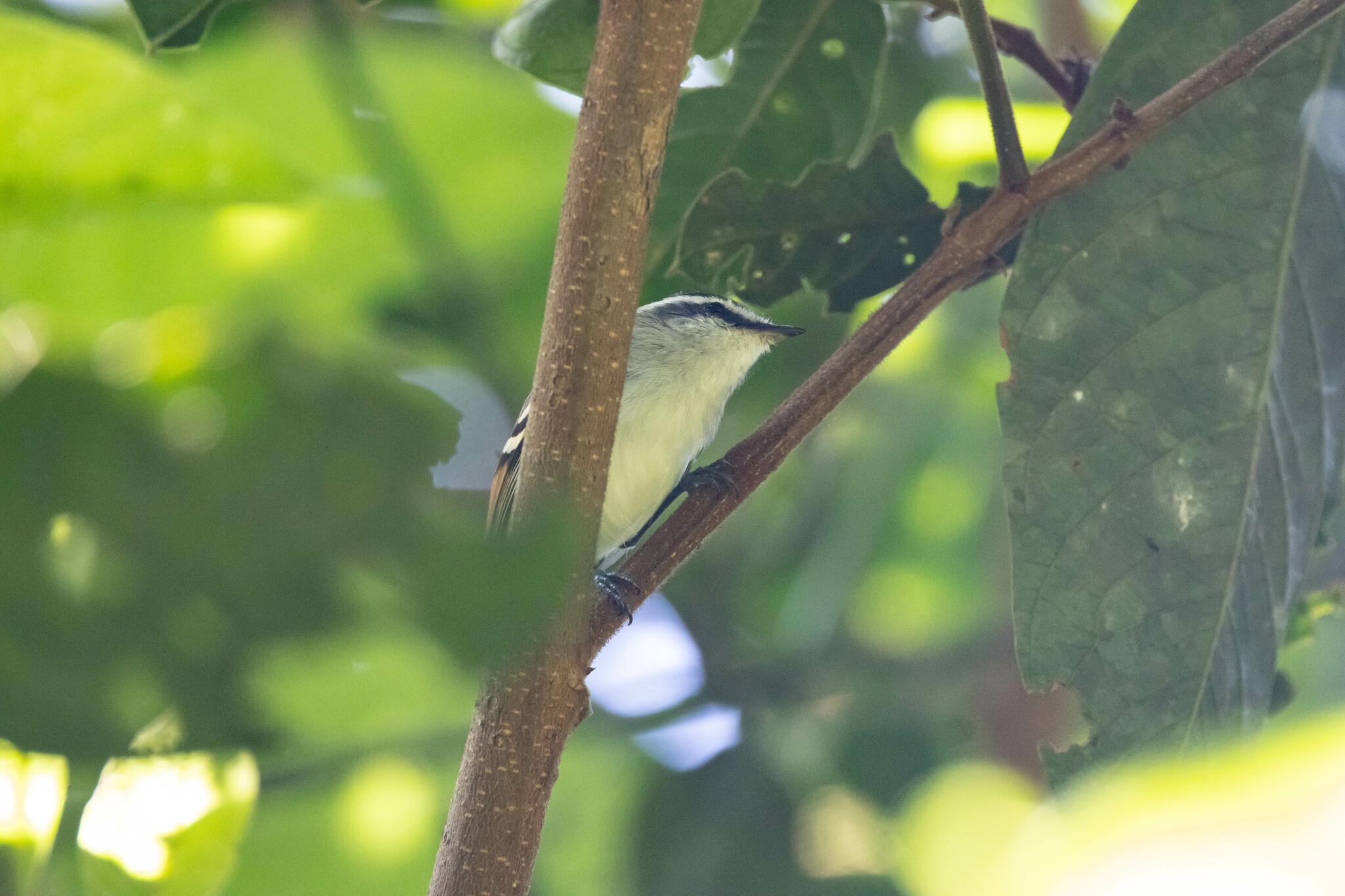 Rufous-winged Tyrannulet (Mecocerculus calopterus), photo 6