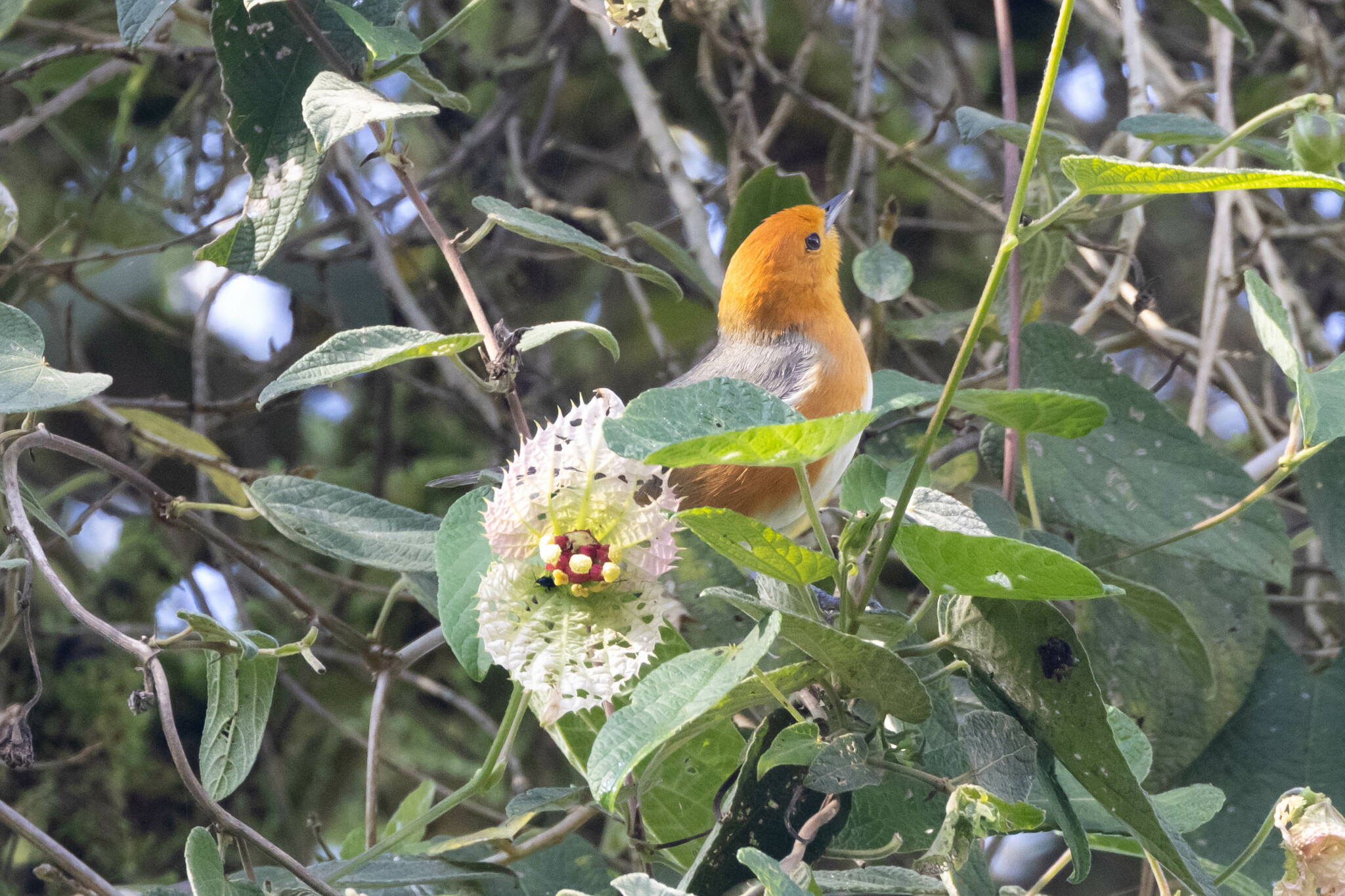 Rufous-chested Tanager (Thlypopsis ornata), photo 7
