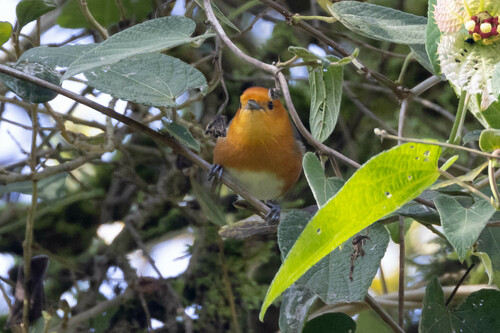 Rufous-chested Tanager (Thlypopsis ornata), photo 8