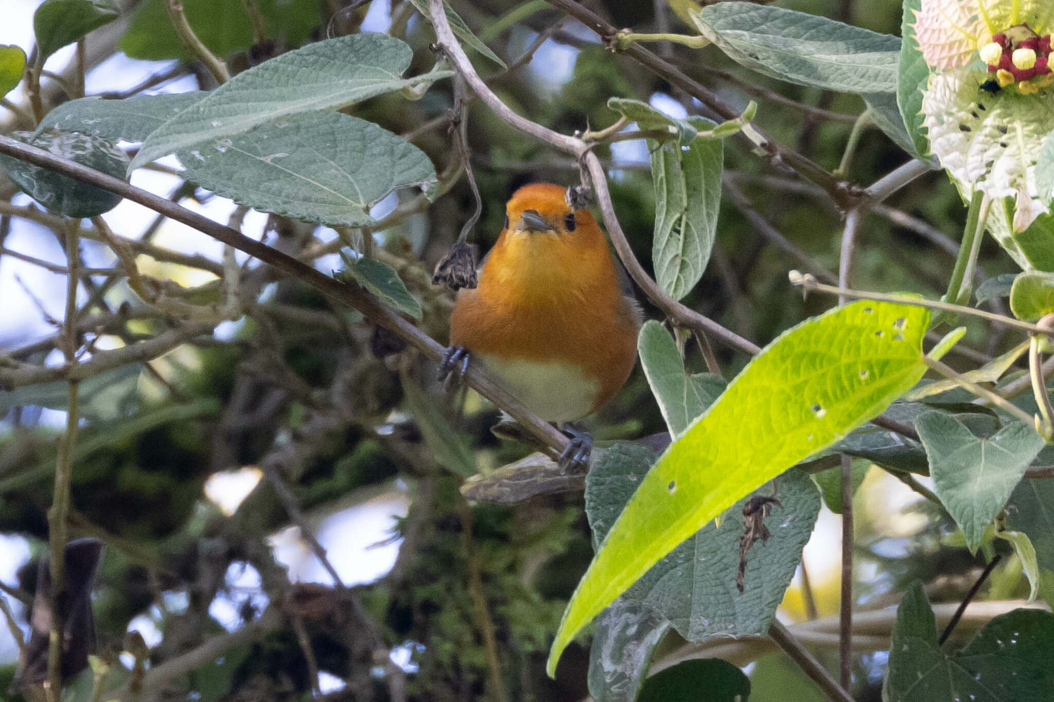 Rufous-chested Tanager (Thlypopsis ornata), photo 8
