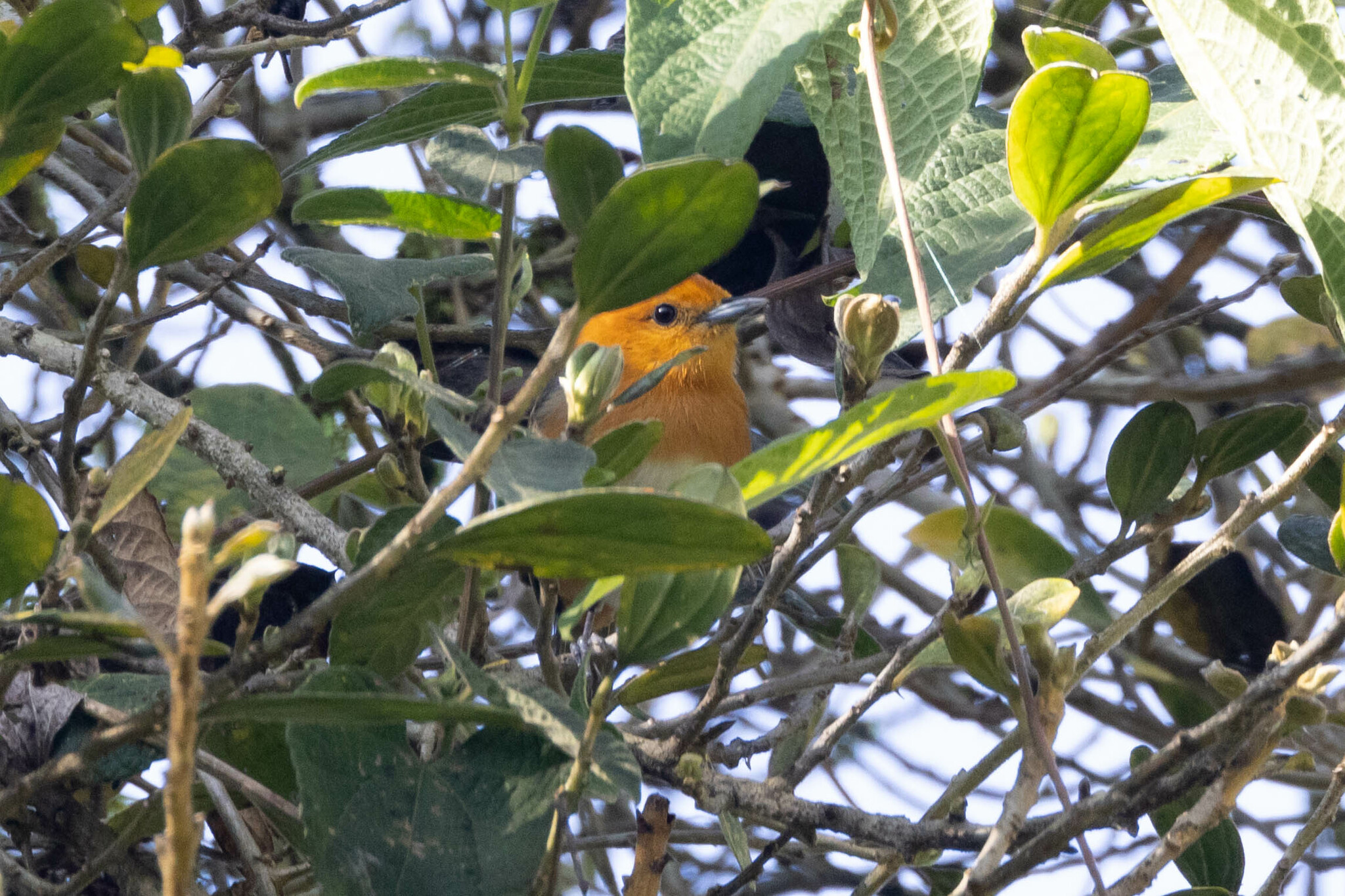 Rufous-chested Tanager (Thlypopsis ornata), photo 9