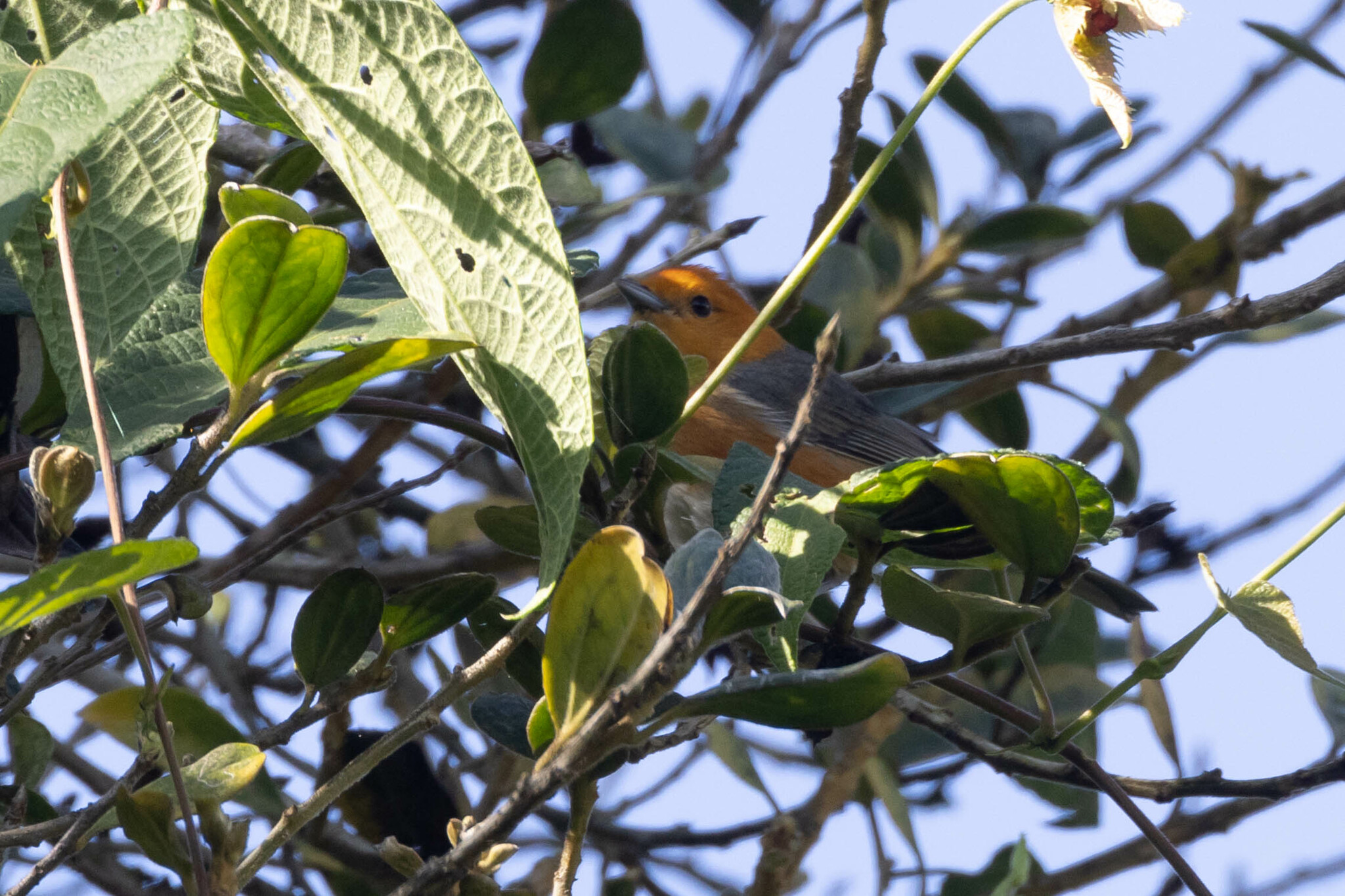 Rufous-chested Tanager (Thlypopsis ornata), photo 10