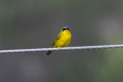Black-lored Yellowthroat (Geothlypis auricularis), photo 4
