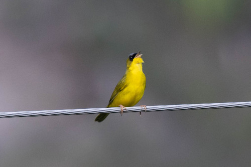 Black-lored Yellowthroat (Geothlypis auricularis), photo 3