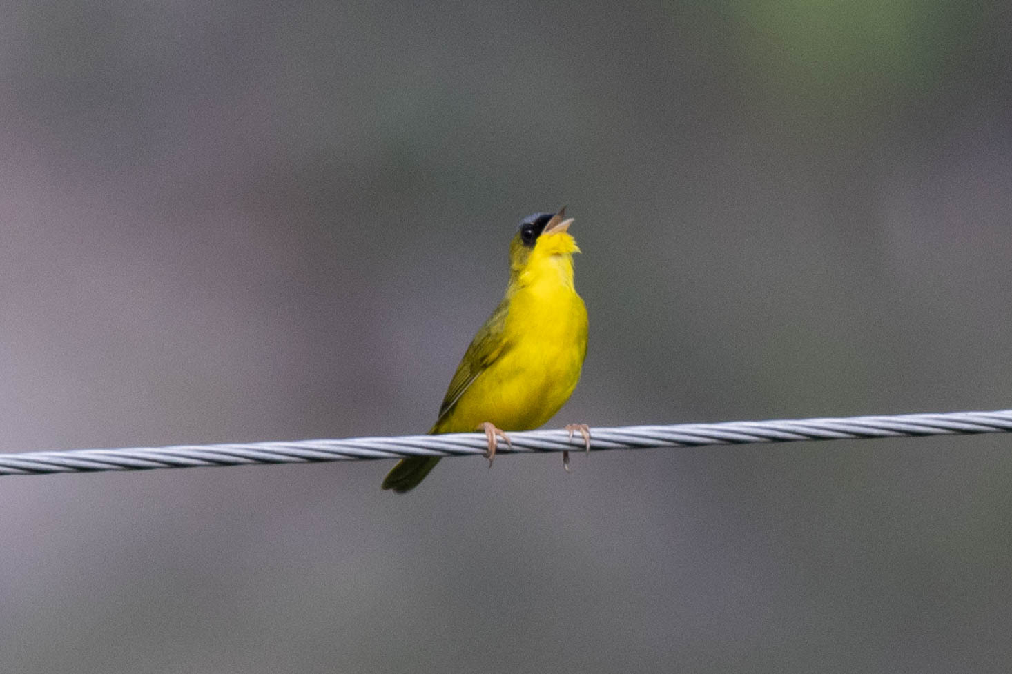 Black-lored Yellowthroat illustration