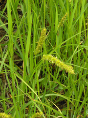 Carex leiorhyncha
